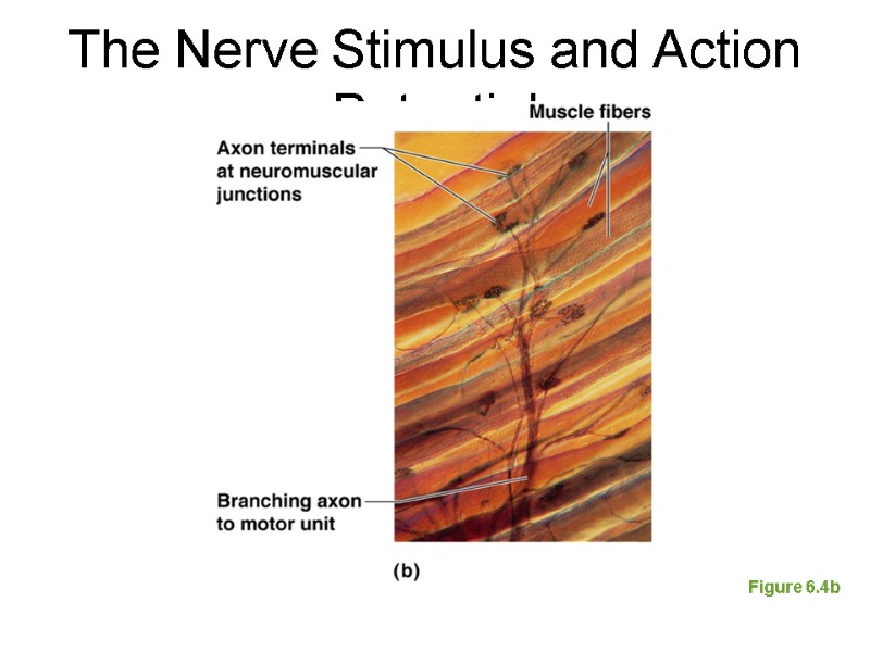 The Nerve Stimulus and Action Potential Figure 6.4b